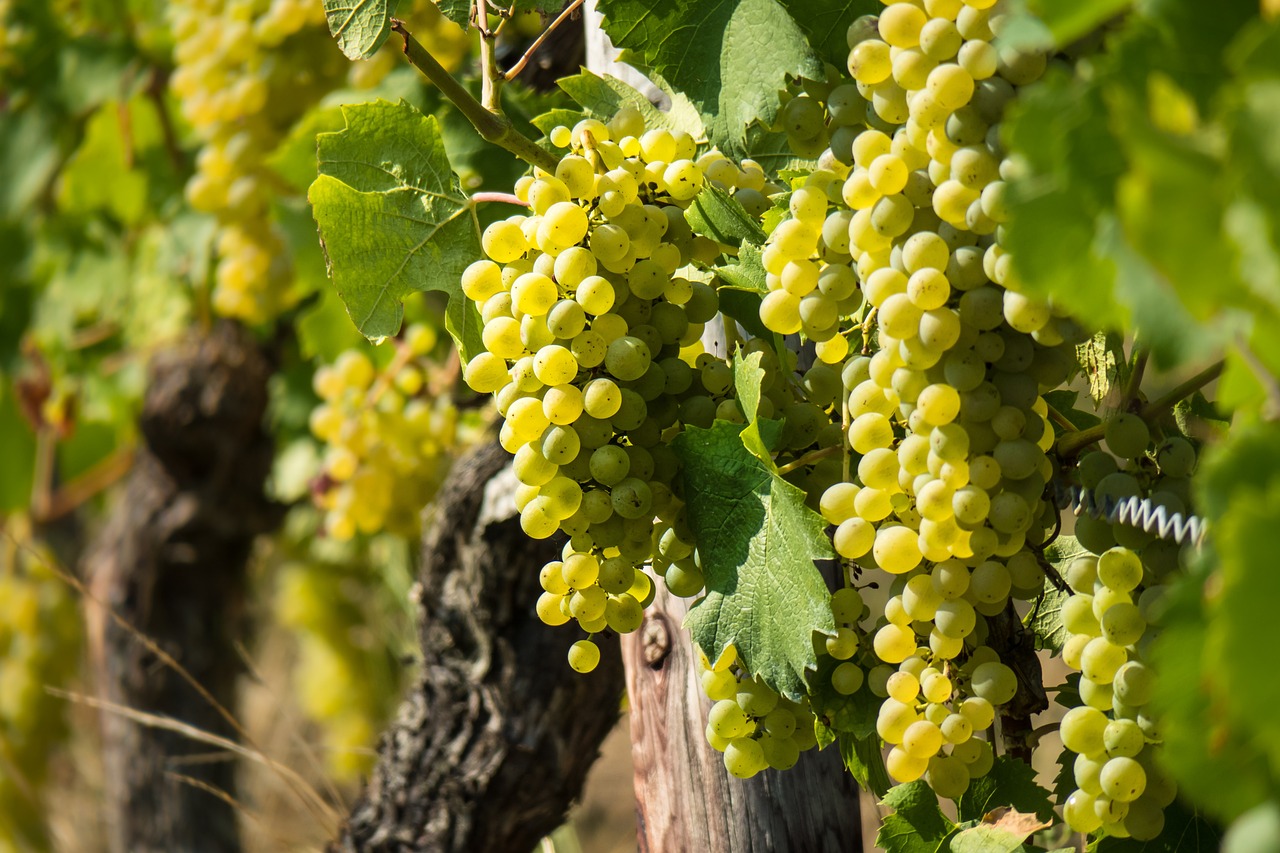 wine, vine, grape-3646190.jpg